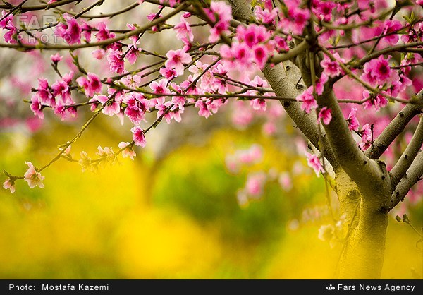 عکس های بسیار دیدنی از استان مازندران 1x1.trans عکس های بسیار دیدنی از استان مازندران